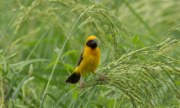 Asian Golden Weaver macho en el campo de arroz en Tailandia