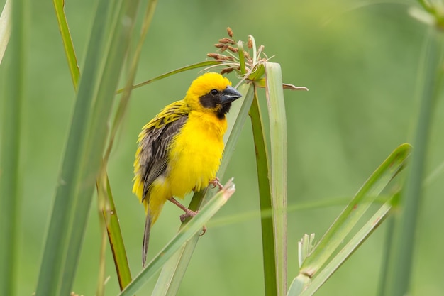 Foto asian golden weaver macho en el campo de arroz en tailandia