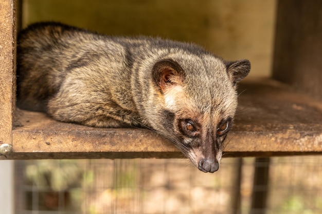 Asian Palm Civet, Paradoxurus hermaphroditus, lebt in einem Käfig, um teuren Kaffee zu produzieren, Kopi Luwak