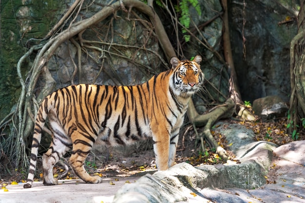 Asiat oder Bengal-Tiger, der mit Felsenwand im Hintergrund steht