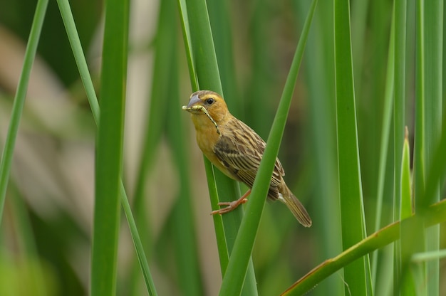 Foto asiático golden-weaver, hembra