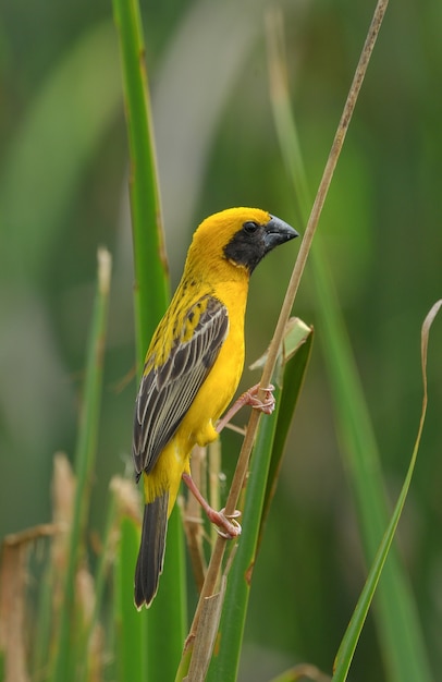 Foto asiático golden-weaver, macho