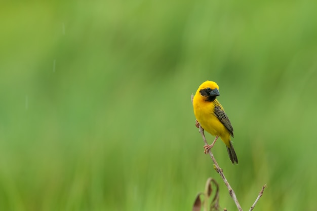 Foto asiático golden-weaver, macho