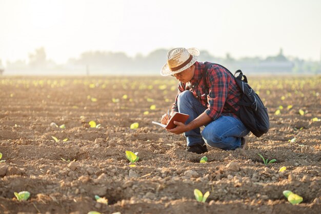 Asiático jovem agricultor trabalhando no campo da árvore do tabaco