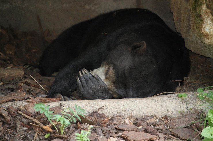 Foto asiático preto a dormir num campo.