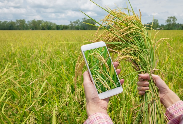 Asiatinlandwirt, der Smartphone verwendet und ungeschälten Reis in der Landwirtschaft am goldenen Reisfeld hält.