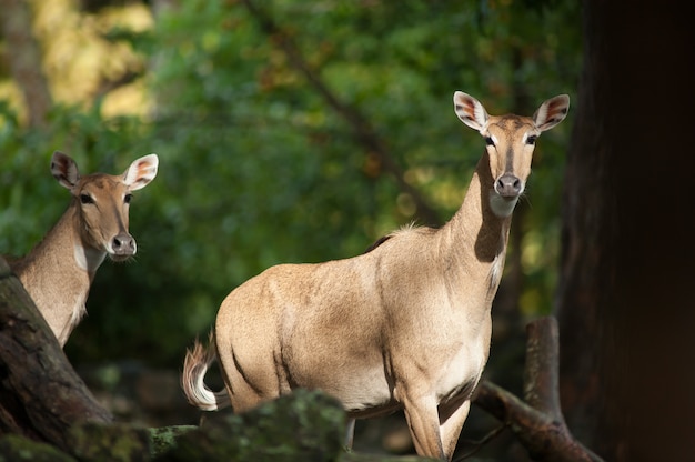 Asiatische Antilope, Nilgai oder Boselaphus tragocamelus