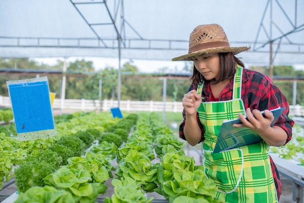 Asiatische Bäuerin, die auf der Salatfarm arbeitetPlanting Bio-Hydrokulturgemüse für kleine Unternehmen