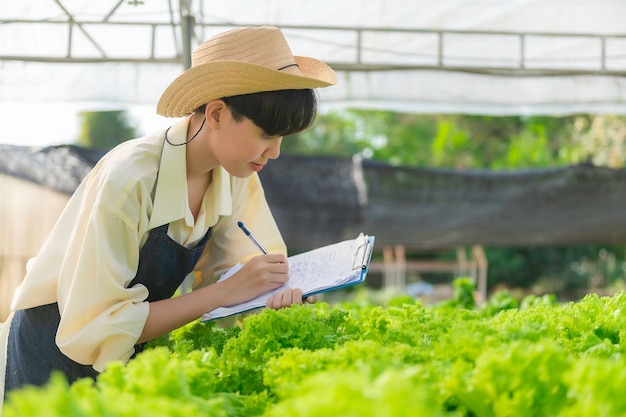 Asiatische Bäuerin, die auf der Salatfarm arbeitetWeibliches Asien Anbau von Gemüse für einen Großhandel auf dem Frischmarkt