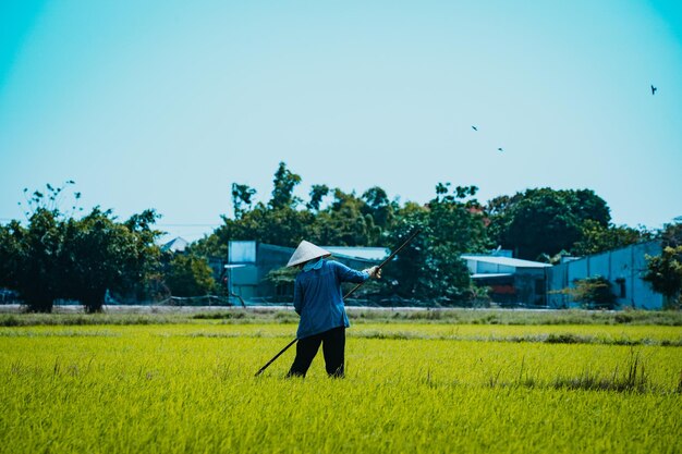 Asiatische Bäuerin, die auf Reisfeldern arbeitet