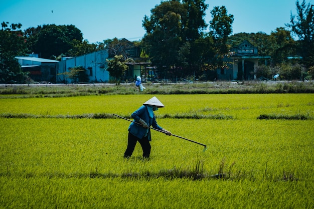 Asiatische Bäuerin, die auf Reisfeldern arbeitet