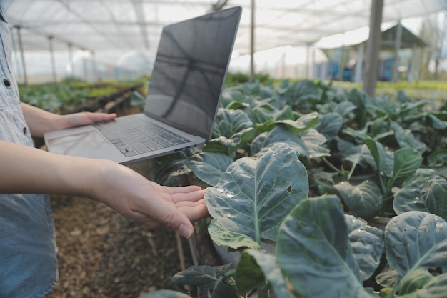 Asiatische Bäuerin nutzt digitales Tablet im Gemüsegarten im Gewächshaus. Business-Agrikultur-Technologie-Konzept, Qualität, intelligenter Landwirt