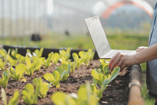 Asiatische Bäuerin nutzt digitales Tablet im Gemüsegarten im Gewächshaus. Business-Agrikultur-Technologie-Konzept, Qualität, intelligenter Landwirt