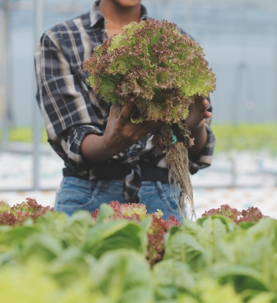 Asiatische Bäuerin nutzt digitales Tablet im Gemüsegarten im Gewächshaus. Business-Agrikultur-Technologie-Konzept, Qualität, intelligenter Landwirt