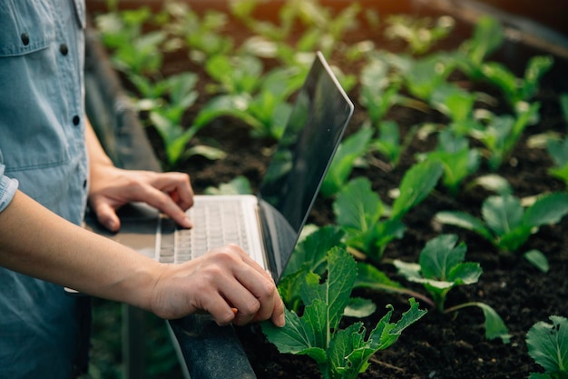 Asiatische Bäuerin nutzt digitales Tablet im Gemüsegarten im Gewächshaus. Business-Agrikultur-Technologie-Konzept, Qualität, intelligenter Landwirt