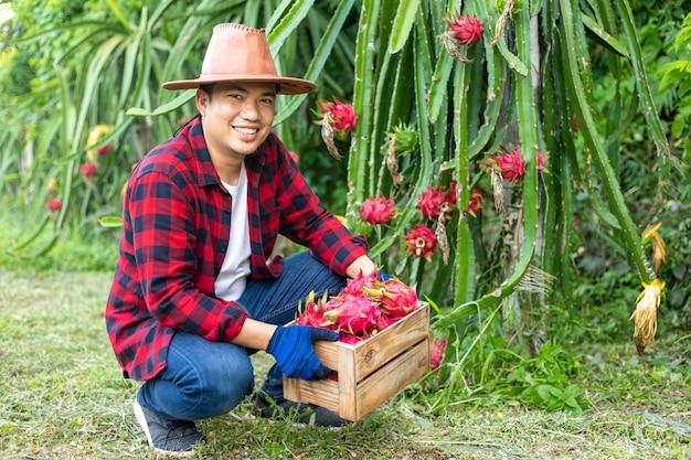 Asiatische Bauern mit der Drachenfrucht im Garten