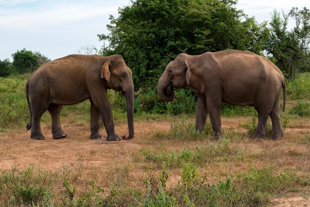 Asiatische Elefanten oder Elephas maximus im wilden Dschungel