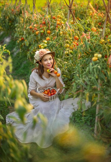 Asiatische Frau, die Tomaten erntet