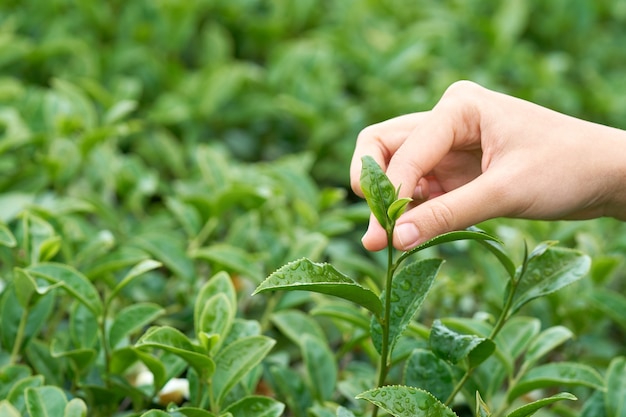 Asiatische Frauenhand, die die Teeblätter von der Teeplantage aufhebt,