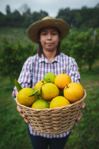 Asiatische gärtnerin, die einen korb von orangen hält, die orangen im orangenfeldgarten in der morgenzeit zeigen und geben.