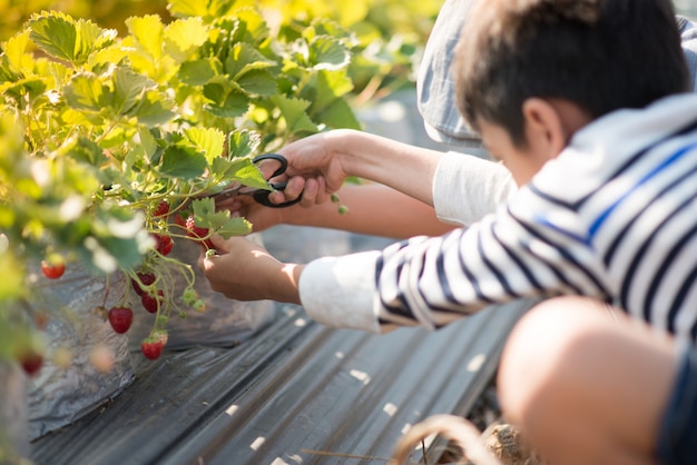 Asiatische Geschwisterjungen, welche die Erdbeere organisch im Bauernhof ernten