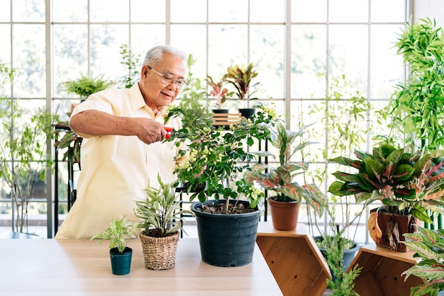 Asiatische Großväter im Ruhestand lieben es, sich um die Pflanzen zu kümmern, indem sie Zweige von Pflanzen mit einer Gartenschere schneiden. Aktivitäten im Ruhestand.
