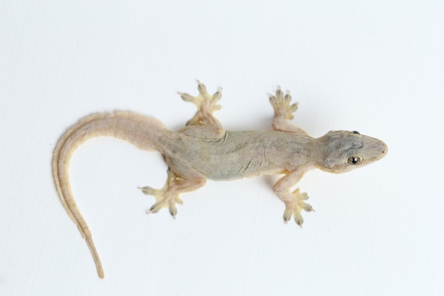 Asiatische Hausechse oder gewöhnlicher Gecko isoliert