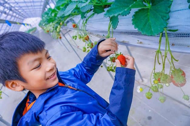 Asiatische Kinder hassen und essen frische Erdbeeren aus dem ökologischen Erdbeeranbau im Gewächshaus