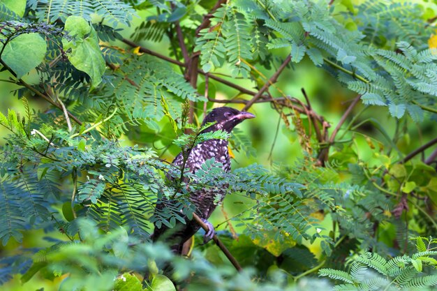 Asiatische Koel Männliche Eudynamys scolopaceus thront auf einem Baum mit verzweigten Augen schwarze Federn