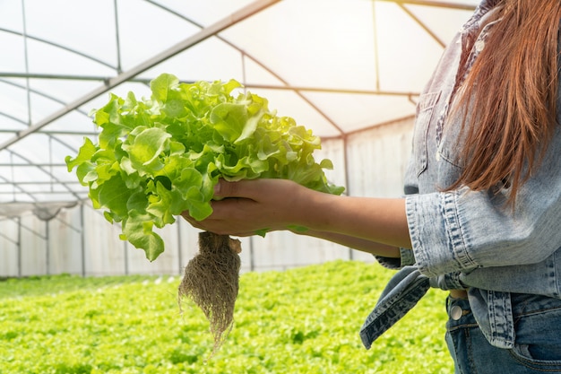 Asiatische Landwirtfrau, die Salat des rohen Gemüses für Kontrollqualität im Wasserkulturbauernhofsystem im Gewächshaus hält.