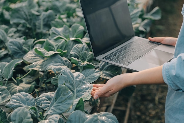 Foto asiatische landwirtin verwendet ein digitales tablet im gemüsegarten im gewächshaus geschäftslandwirtschaft technologie konzept qualität intelligenter landwirt