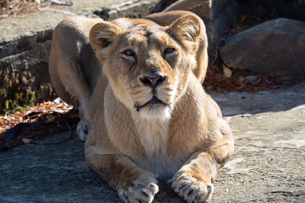 Asiatische Löwin Panthera leo persica Eine vom Aussterben bedrohte Art