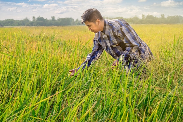 Asiatische männliche Landwirtarbeit über Reisfeld mit nettem Himmel