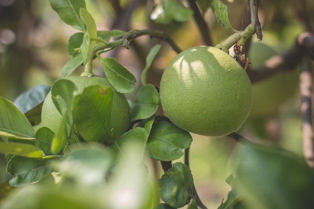 Asiatische Pomelo-Frucht, die an Ästen und Bäumen hängt