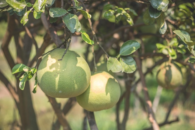 Asiatische Pomelo-Frucht, die an Ästen und Bäumen hängt