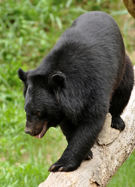 Foto asiatische schwarzbären sehen aus wie amerikanische schwarzbären