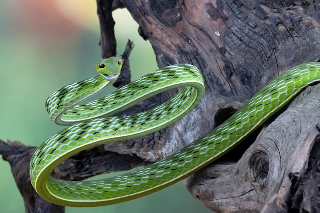 Asiatische vinesnake closeup auf Holz