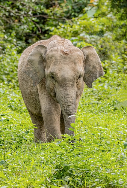 Asiatische wilde elefanten sehen in der regenzeit sehr glücklich mit dem futter aus