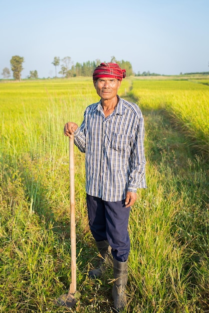 Asiatischer älterer mannbauer, der in reisgrünem reisfeld thailändisch thailand steht