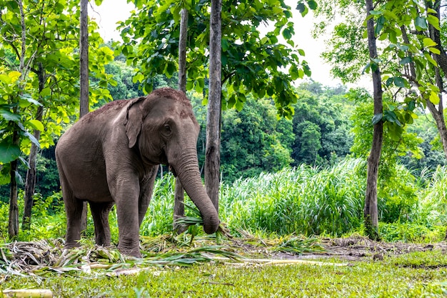 Asiatischer Elefant genießt Essen im Naturpark, Thailand