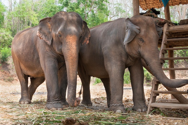 Asiatischer Elefant im geschützten Naturpark in der Nähe von Chiang Mai Nordthailand