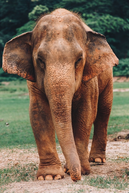 Asiatischer Elefant in einer Natur am tiefen Wald in Thailand