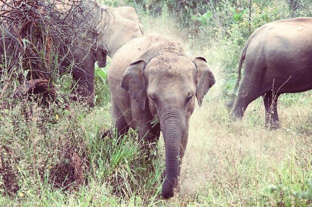 Asiatischer Elefant in Sri Lanka