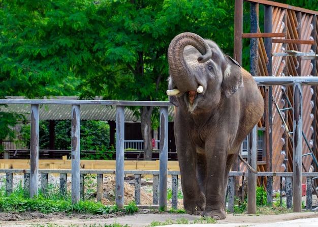 Asiatischer Elefant.