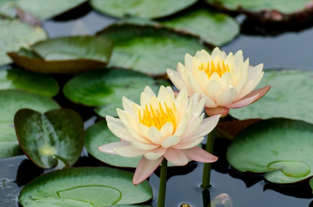 Asiatischer gelber Lotus Flowers im Teich auf frischem Hintergrund