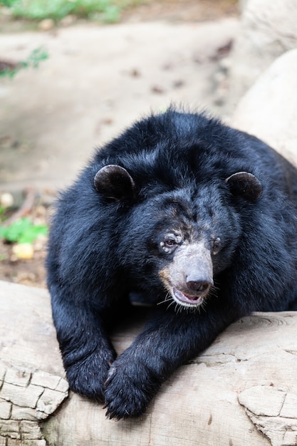 Asiatischer großer Schwarzbär. Gefahr, Säugetier.