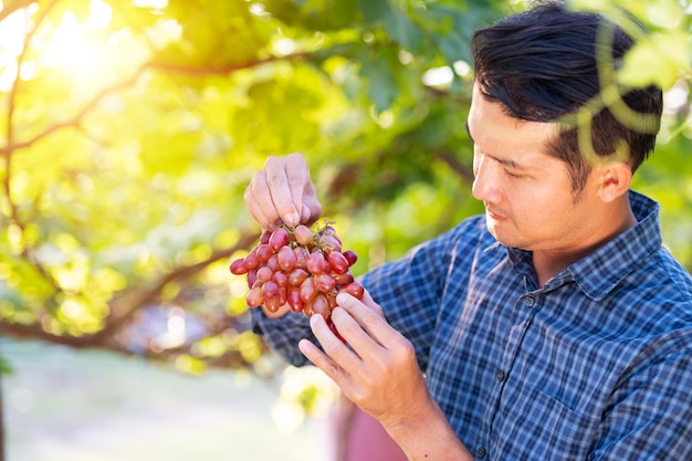 Asiatischer Jungbauer und Traubenernte Landwirte arbeiten mit frisch geernteten roten Trauben zusammen, um Rotwein herzustellen