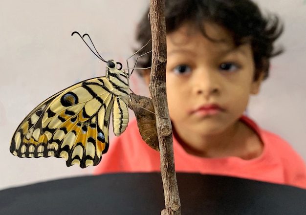 Asiatischer Junge betrachtet Schmetterling, der die Puppe verlässt.