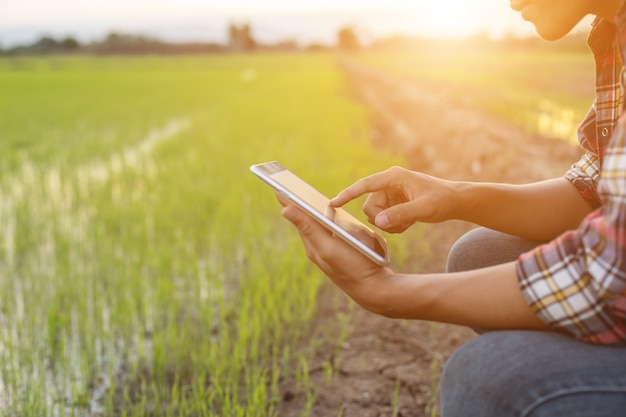 Asiatischer junger Landwirt, der Tablette am grünen Reisfeld verwendet