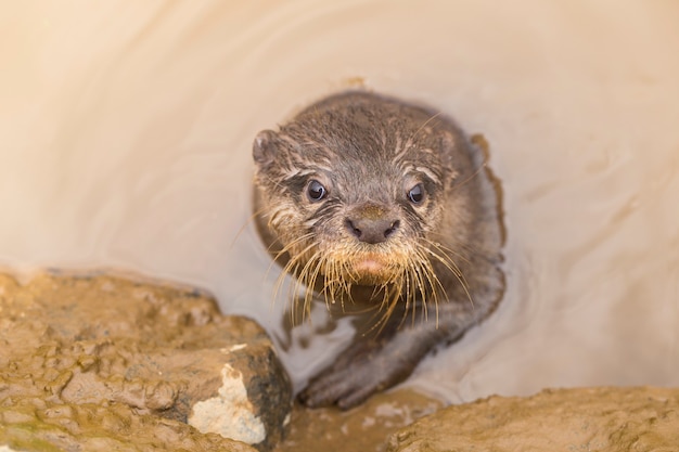 Asiatischer Kleinkrallenotter, auch bekannt als orientalischer Kleinkrallenotter